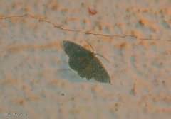 Phaiogramma etruscaria