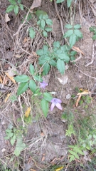 Magnoliopsida