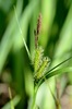 Inflated Sedge - Photo (c) Mr. Tonreg, some rights reserved (CC BY)