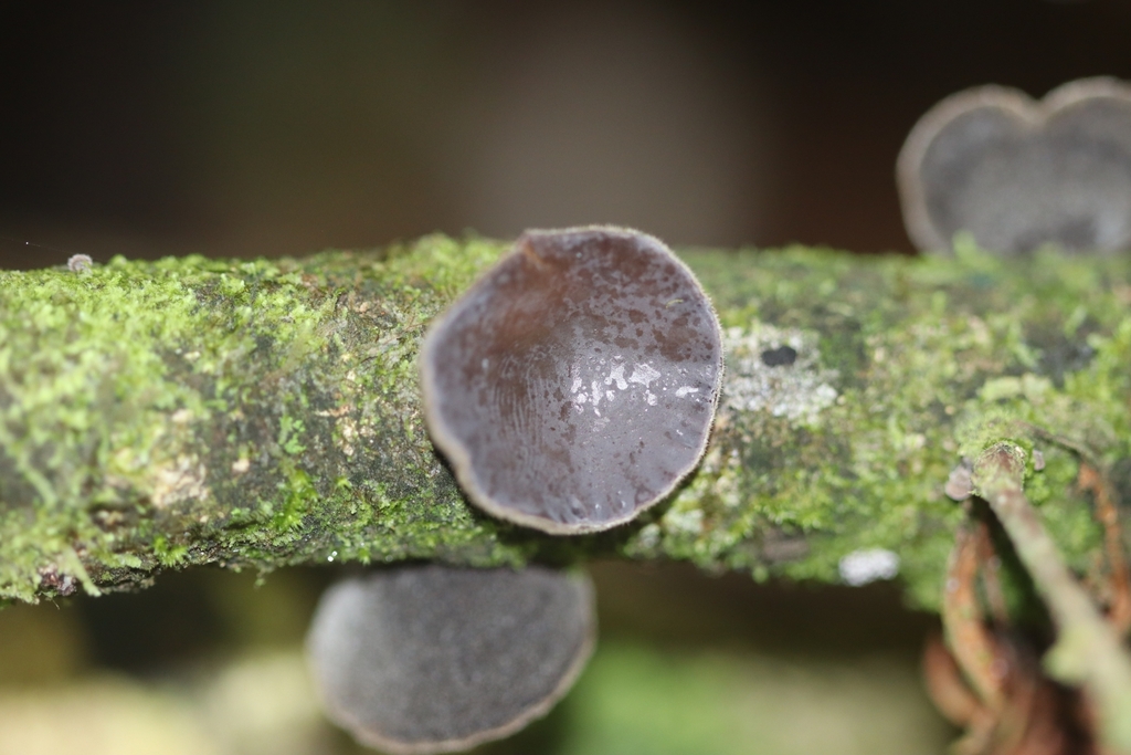 Auricularia polytricha · October 2024 · photo: © biomartita (iNaturalist, cc-by)