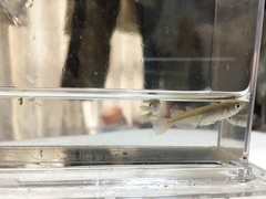 Oryzias sakaizumii