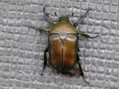 Pseudotorynorrhina japonica