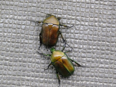 Pseudotorynorrhina japonica