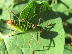 Poecilimon thoracicus