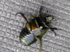 Pseudotorynorrhina japonica