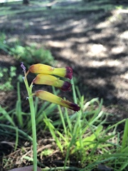 Lachenalia quadricolor