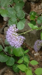 Trachelium caeruleum