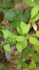 Trachelium caeruleum