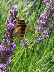 Milesia crabroniformis