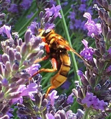 Milesia crabroniformis