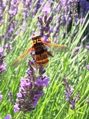 Milesia crabroniformis