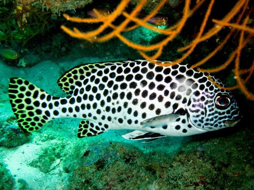 Largespot sweetlips (Plectorhinchus macrospilus) — Haemulidae — 4