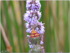 Pyrausta sanguinalis