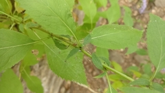 Trachelium caeruleum