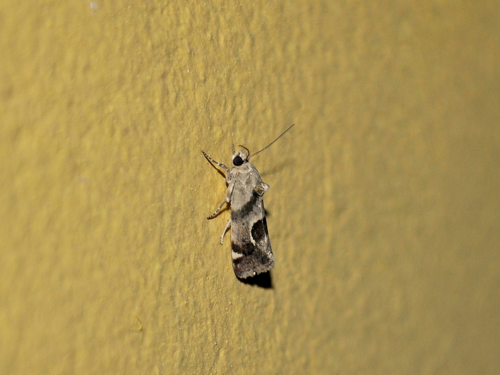Ponometia viridans