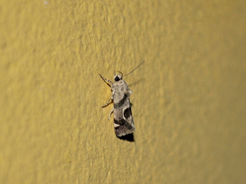 Ponometia viridans
