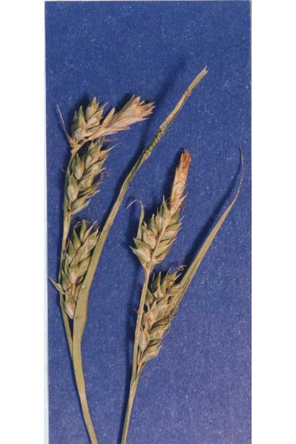 Carex whitneyi