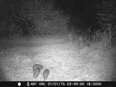 Thryonomys swinderianus