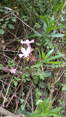 Nerium oleander