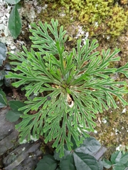Selaginella tamariscina