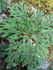 Selaginella tamariscina