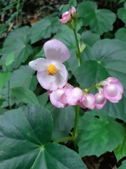 Begonia chitoensis