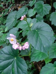 Begonia chitoensis