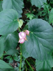 Begonia chitoensis