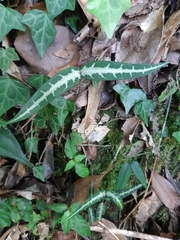 Gardneria multiflora