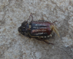 Anoxia matutinalis