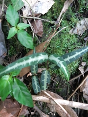 Gardneria multiflora