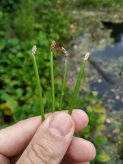 Eleocharis mamillata