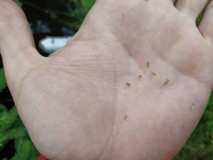 Eleocharis mamillata