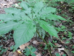 Arisaema formosanum