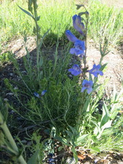 Penstemon leiophyllus