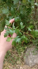 Crataegus monogyna