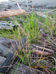 Isolepis distigmatosa