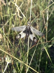 Libelloides longicornis