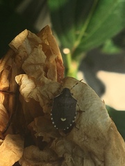 Holcostethus sphacelatus