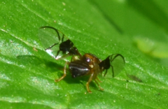 Anomoia purmunda