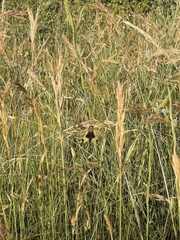 Libelloides longicornis