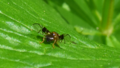 Anomoia purmunda