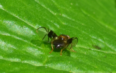 Anomoia purmunda