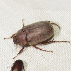 Phyllophaga vetula