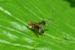 Anomoia purmunda