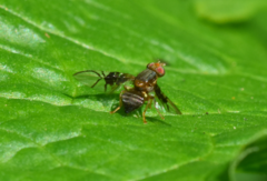 Anomoia purmunda