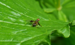 Anomoia purmunda
