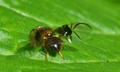 Anomoia purmunda
