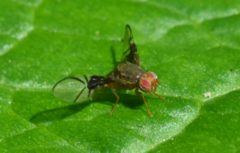 Anomoia purmunda