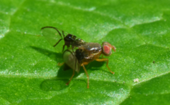 Anomoia purmunda